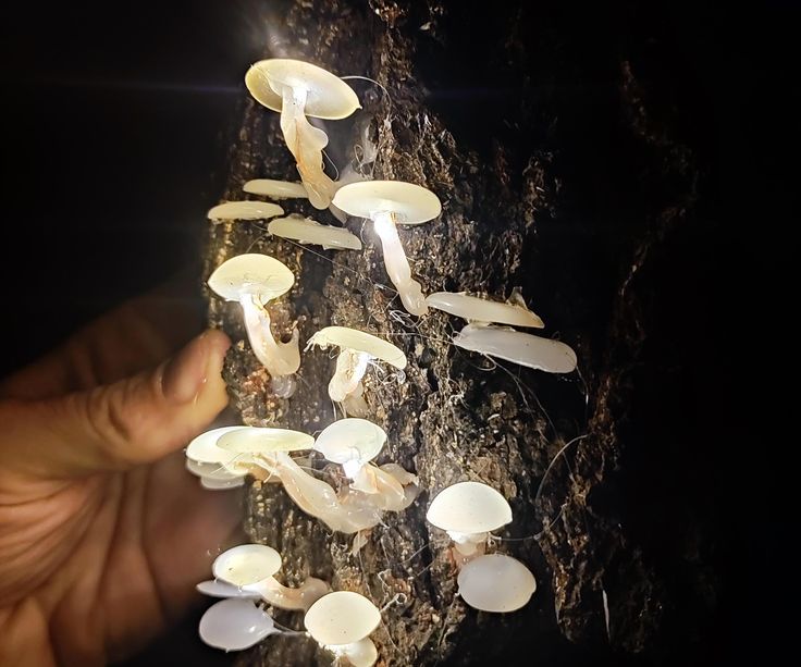 a hand is reaching for mushrooms growing on a tree