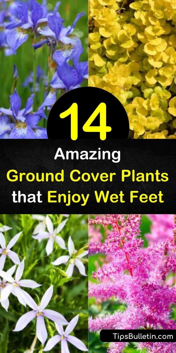 Make your garden even more desirable with iris, sedge, carex, and astilbe that are able to tolerate large amounts of water. Pops of ornamental grasses and plants with stunning green leaves provide limitless options for water-logged areas in your yard. #groundcover #plants #wet #soil Rain Garden Ideas, Landscaping Grasses, Best Ground Cover Plants, Rain Garden Design, Rural Garden, Groundcover Plants, Leopard Plant, Wet Flowers, Rain Gardens