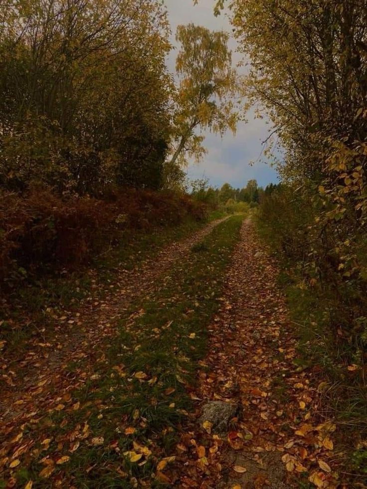 a dirt road surrounded by trees and leaves