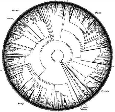 an image of a circular object with all the parts labeled in red and black on it