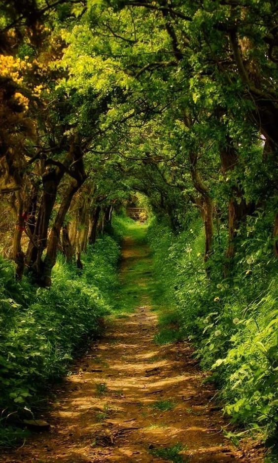 a dirt road surrounded by green trees and bushes on either side is a path that leads into the woods