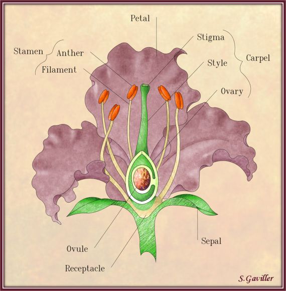 the parts of a flower are labeled in this diagram, including petals and stamens