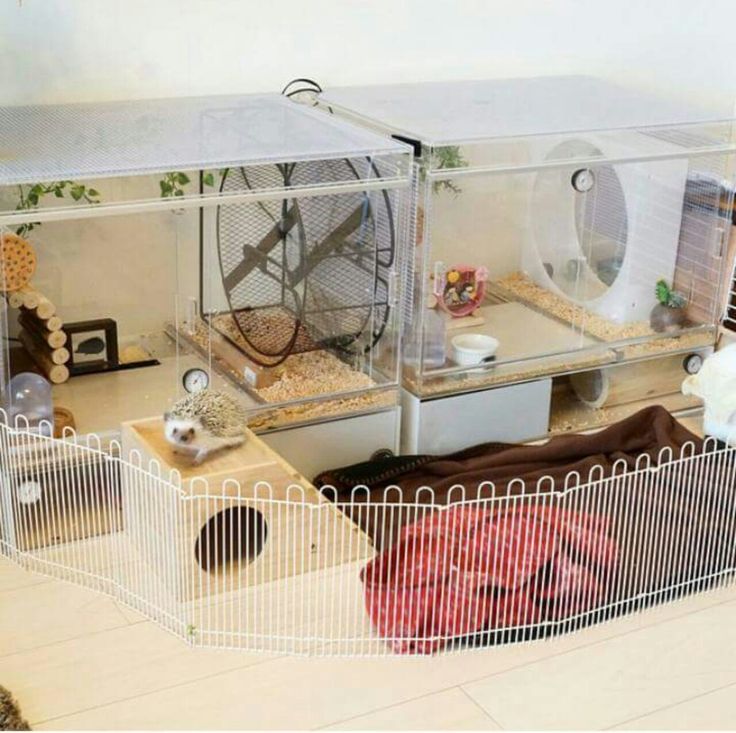 two hamsters in a cage with their cages full of food and other things inside