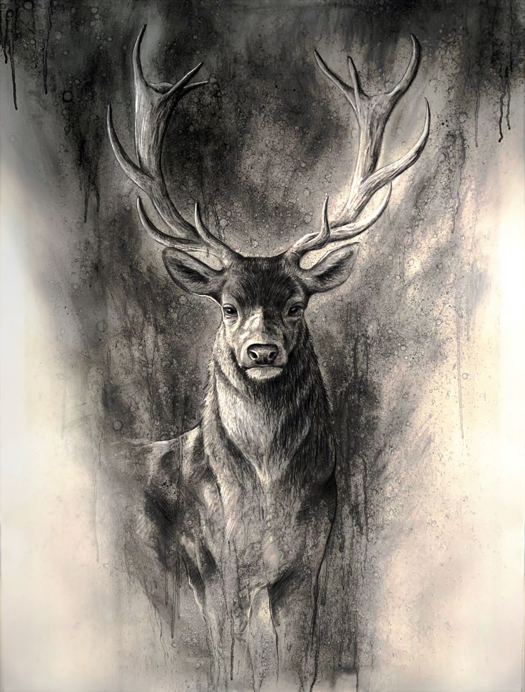 a black and white drawing of a deer with antlers on it's head