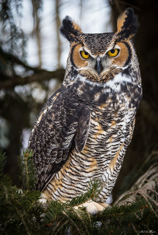 an owl sitting on top of a pine tree branch with yellow eyes and brown feathers