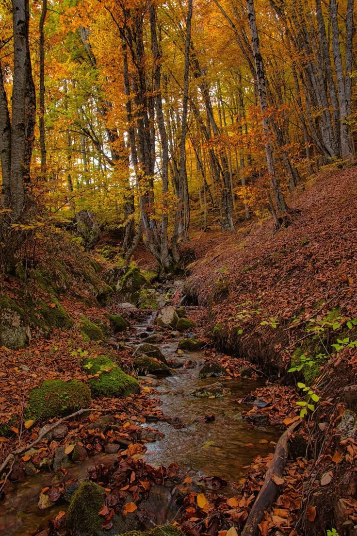 a stream running through a forest filled with lots of leaves