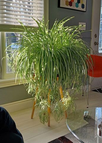 a houseplant sitting on top of a glass table in front of a window