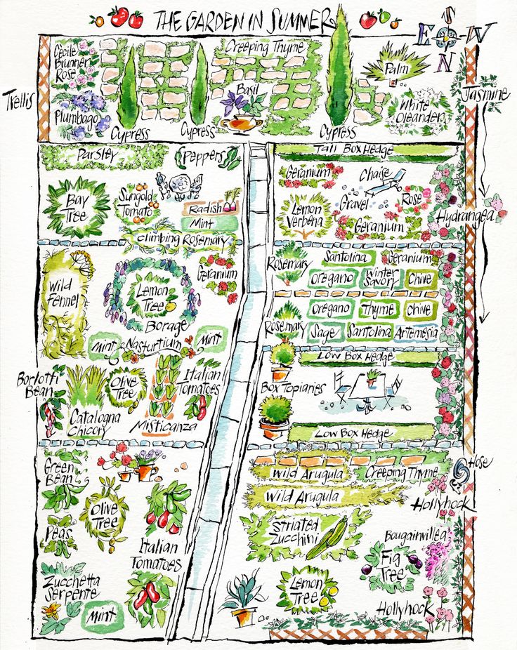 a garden map with lots of plants and flowers on it, including the name of each plant