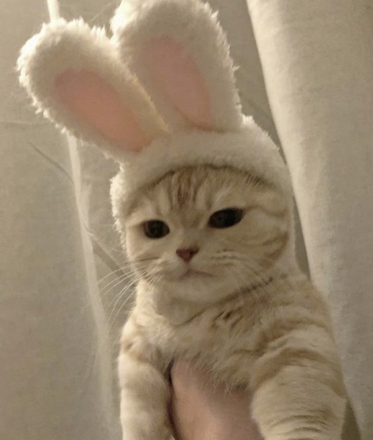 Cats Photos, Cats Pictures, Silly Cats Pictures, Cute Cats Photos, Out Of Context, Cat Accessories, Bunny Ears, Little Animals, Silly Cats