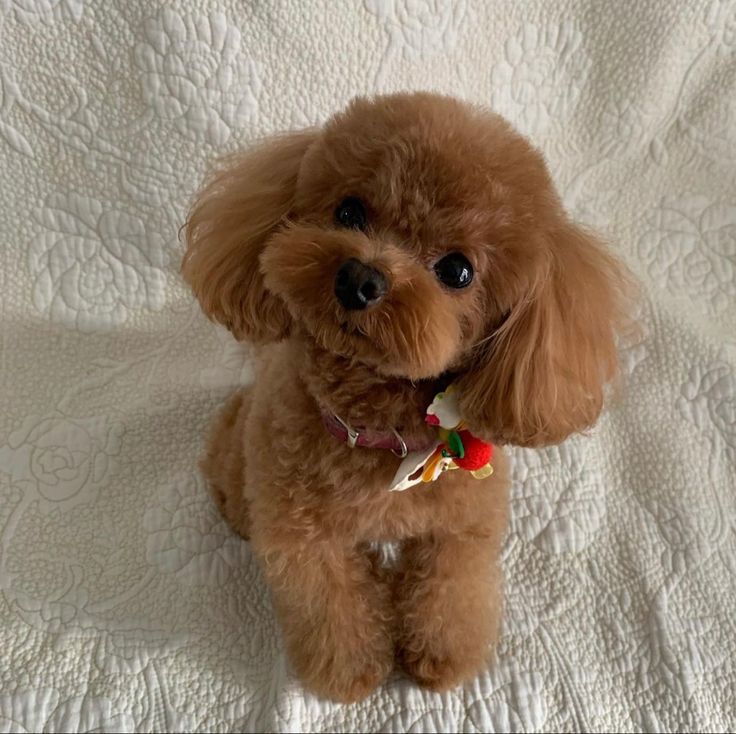 a small brown dog sitting on top of a bed