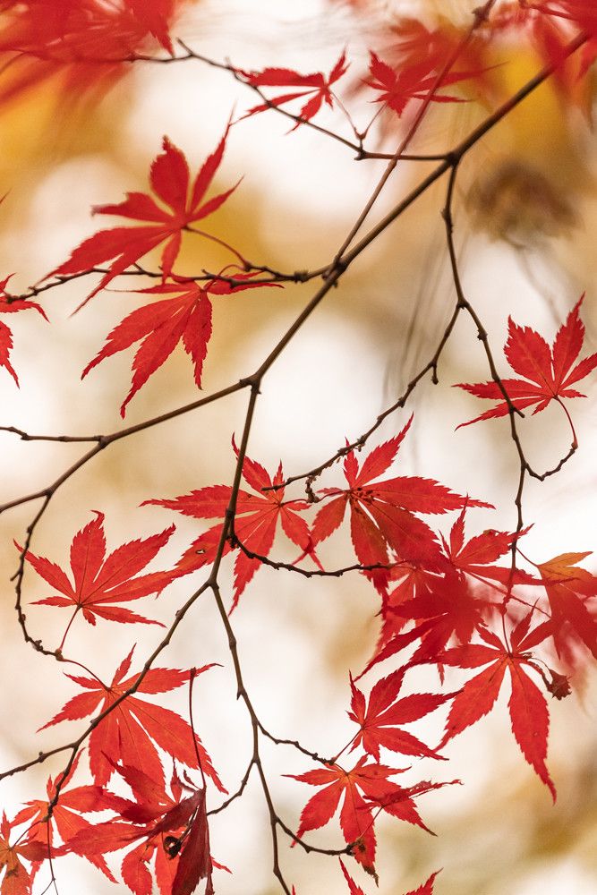 red leaves are hanging from a tree branch