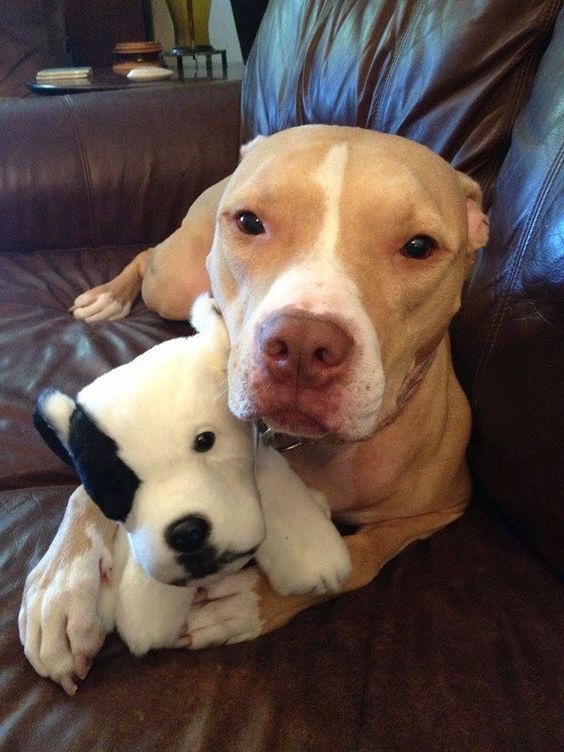 a dog laying on top of a couch next to a stuffed animal