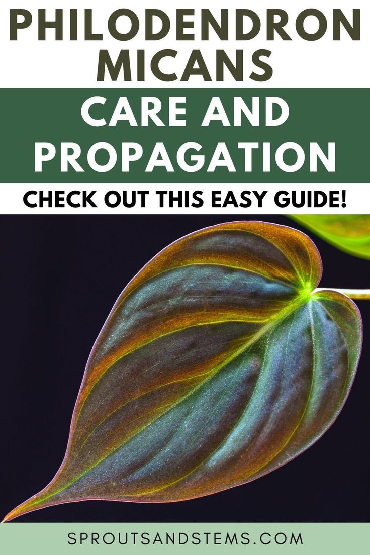 a green leaf with the words, how to care and propagation check out this easy guide