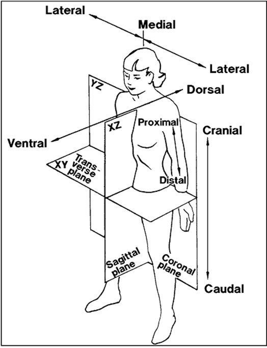 the body and its parts labeled in black and white