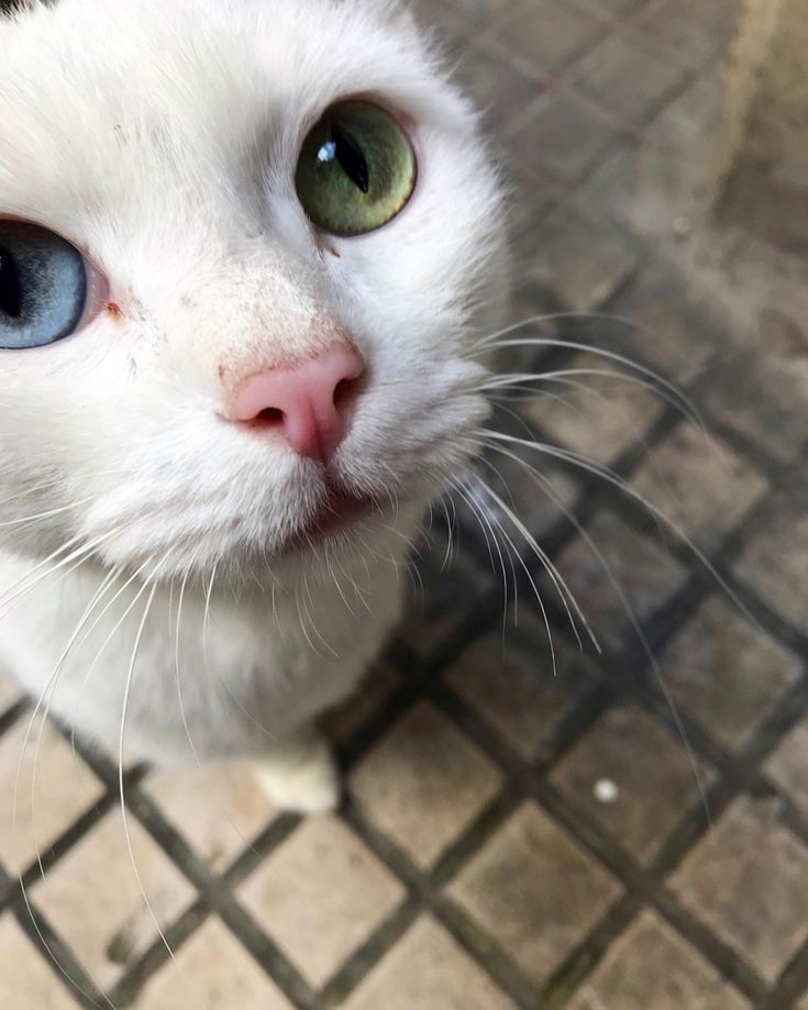 a white cat with blue eyes looking up at the camera while sitting on a tile floor