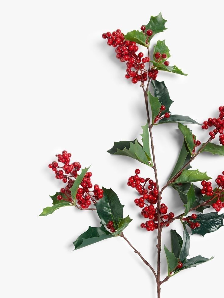 holly branches with red berries and green leaves