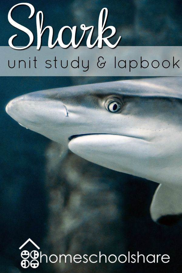 a shark with the words sharks unit study and lapbook on it's cover