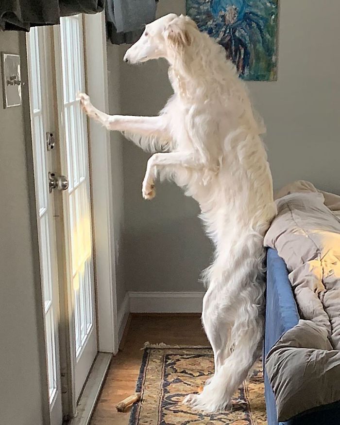 a large white dog standing on its hind legs