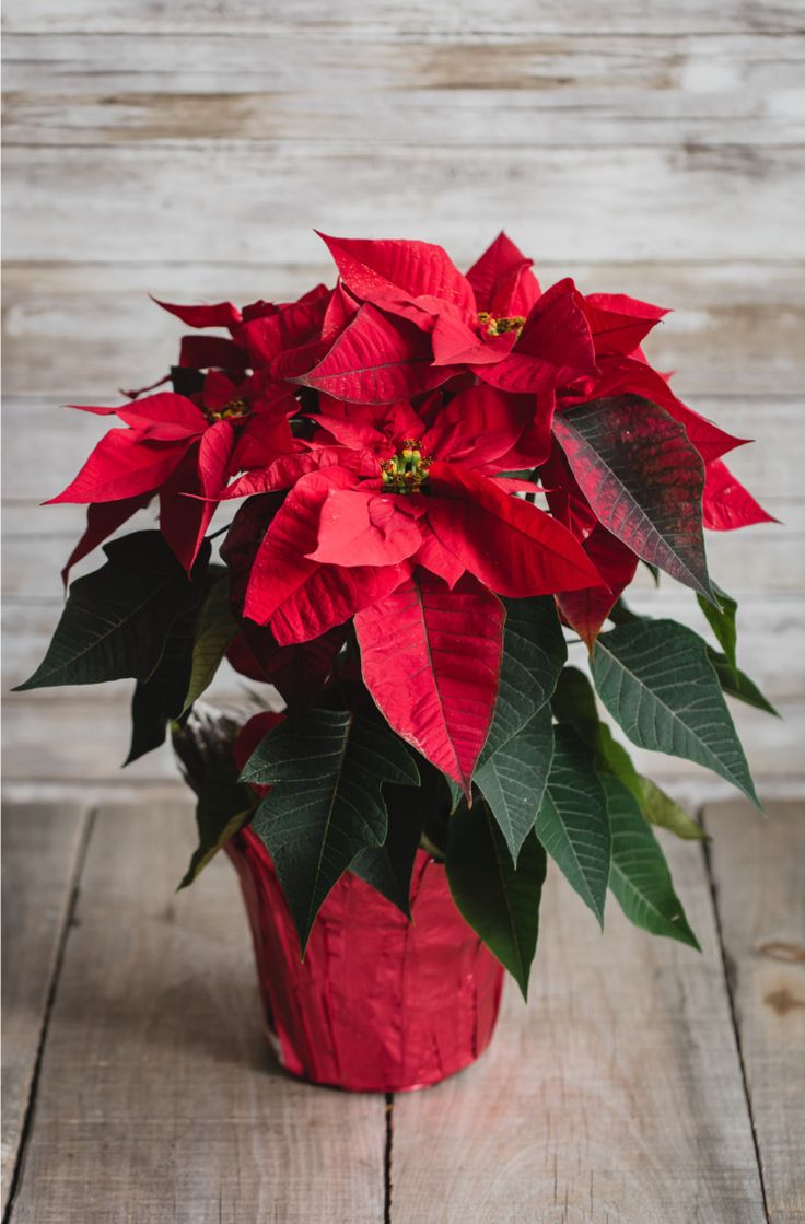 a poinsettia plant in a red pot on a wooden table with white planks