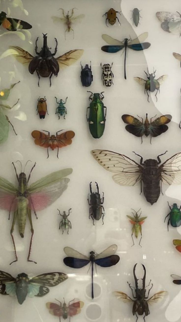 a display case filled with lots of different types of bugs