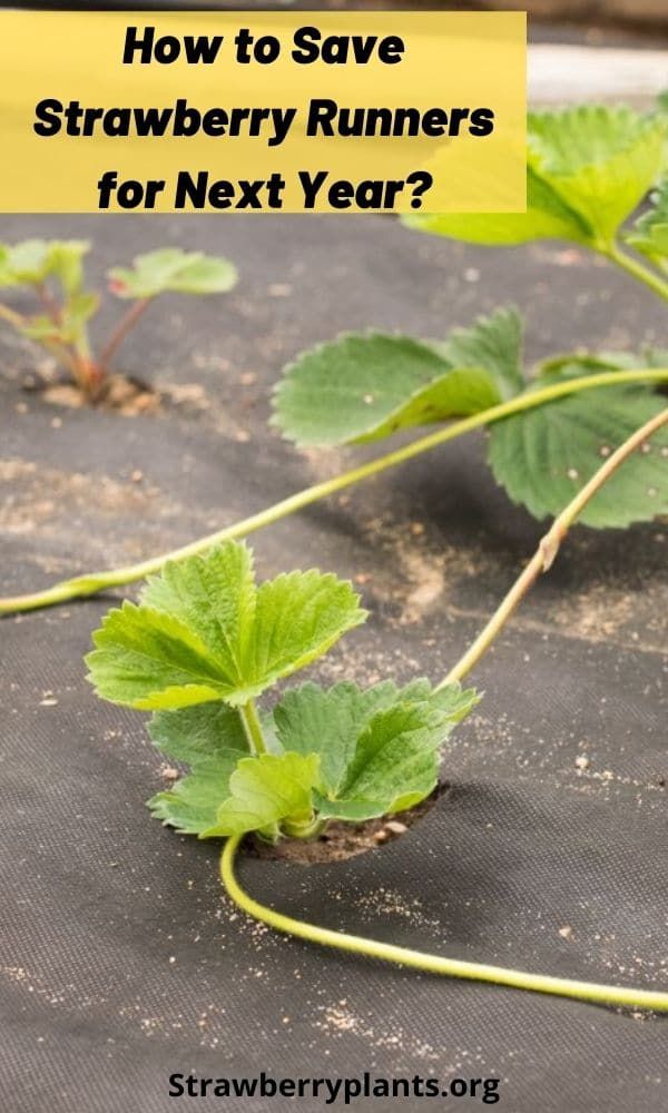 strawberries growing on the ground with text overlay saying how to save strawberry runners for next year?