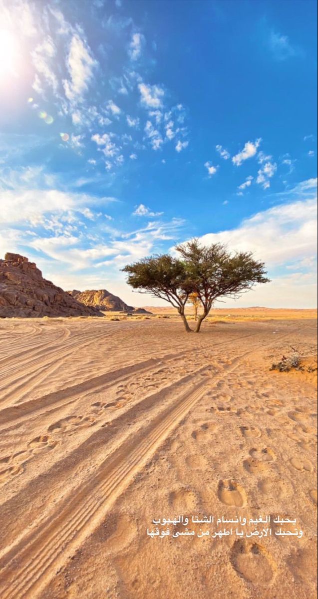 a lone tree in the desert under a blue sky