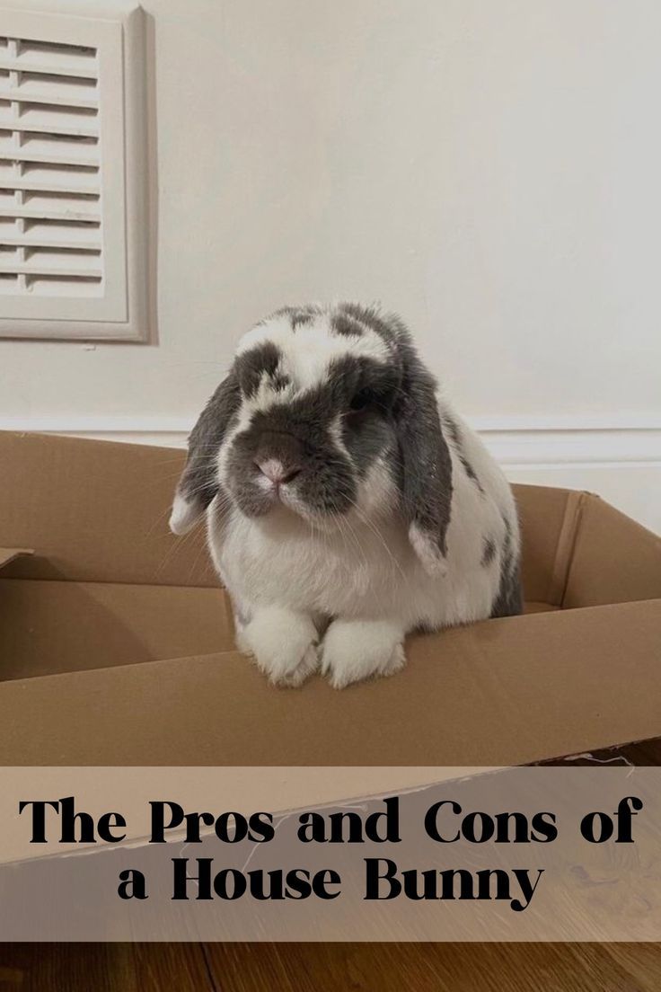 a rabbit sitting in a box with the words, the pros and cons of a house bunny