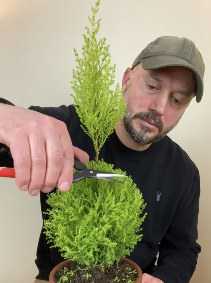 a man is trimming a potted plant with scissors