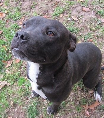 a black and white dog sitting in the grass