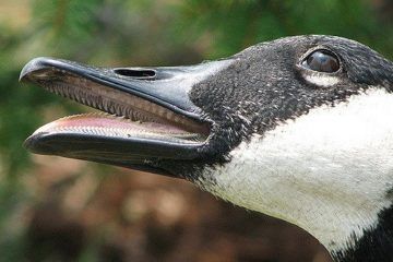 a black and white bird with its mouth open