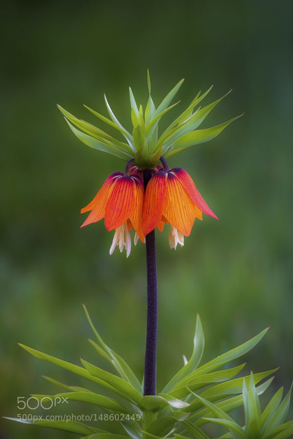 an orange and purple flower with green leaves