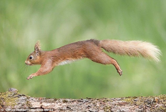 a red squirrel jumping off a log into the air with it's tail in the air