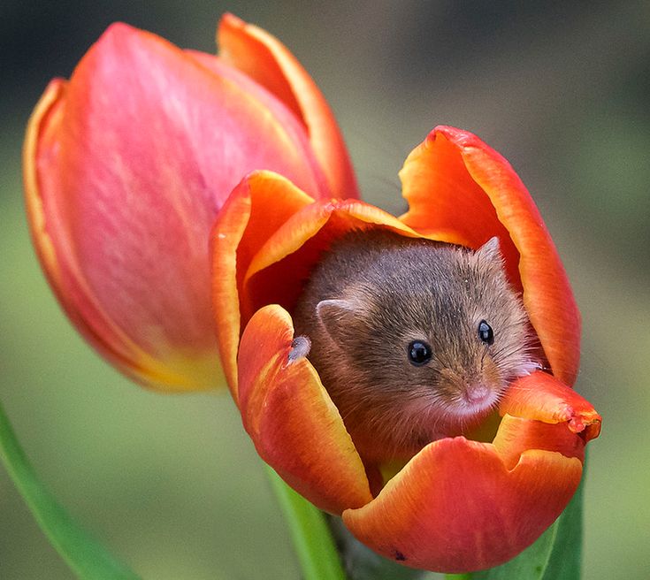 a rodent peeks out from inside an orange tulip