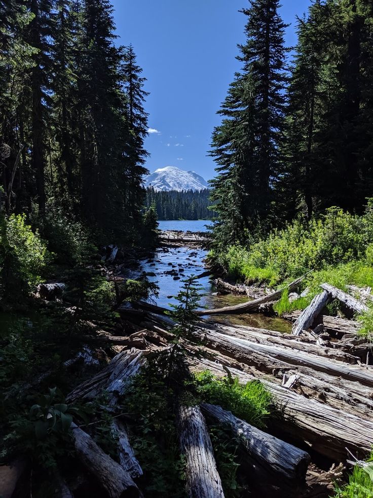 a river running through a forest filled with lots of tall pine trees and snow covered mountain in the distance