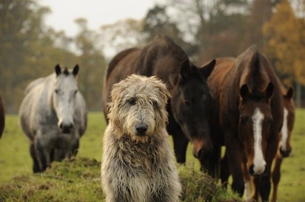 a dog is standing in front of some horses on the grass and looking at the camera