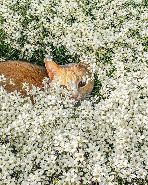 an orange and white cat laying in the middle of flowers