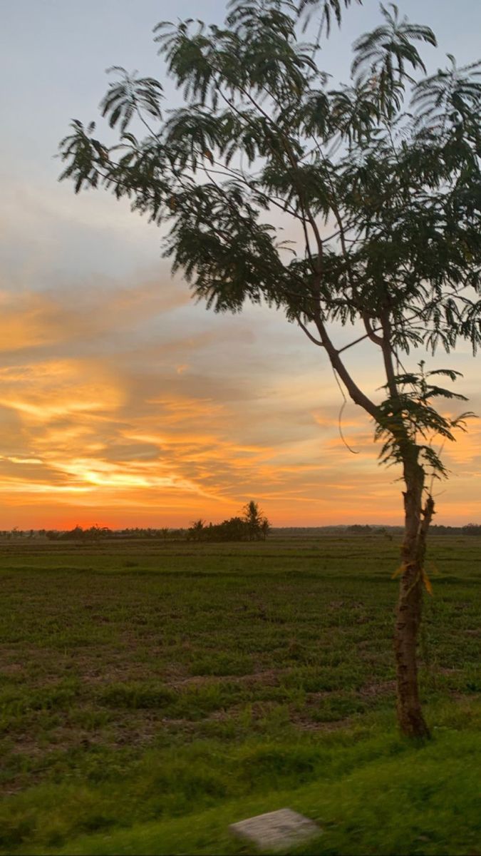 the sun is setting over an open field with a lone tree in the foreground