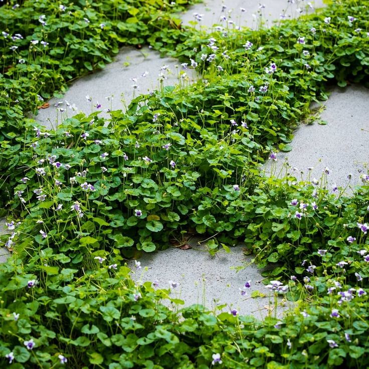 some green plants and white flowers in the middle of a circle shaped area with rocks