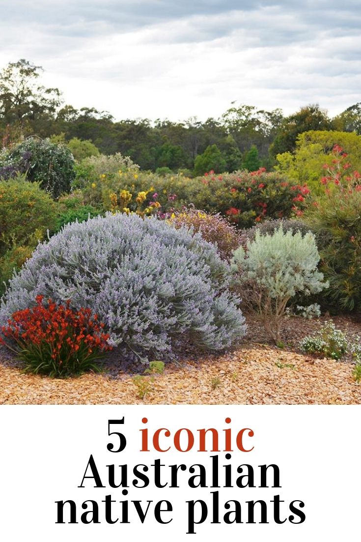 five different types of native plants with the title'5 iconic australian native plants '