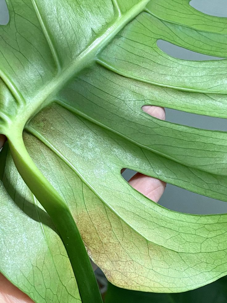 a person holding a large green leaf in their hand