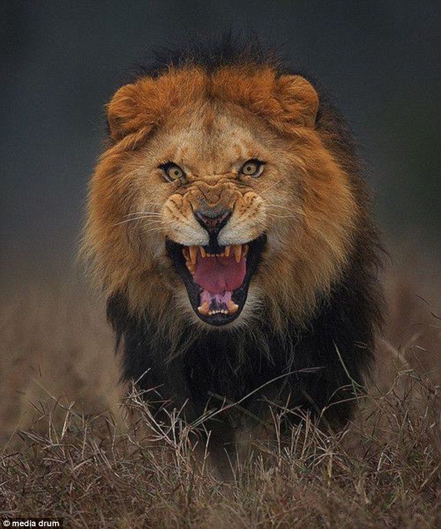 a lion with its mouth open and it's teeth wide open in the grass