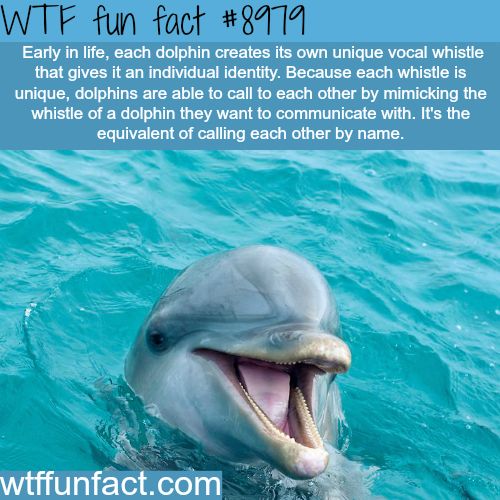 a dolphin with its mouth open in the water