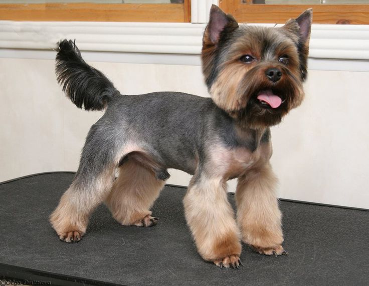 a small gray and black dog standing on top of a table next to a window