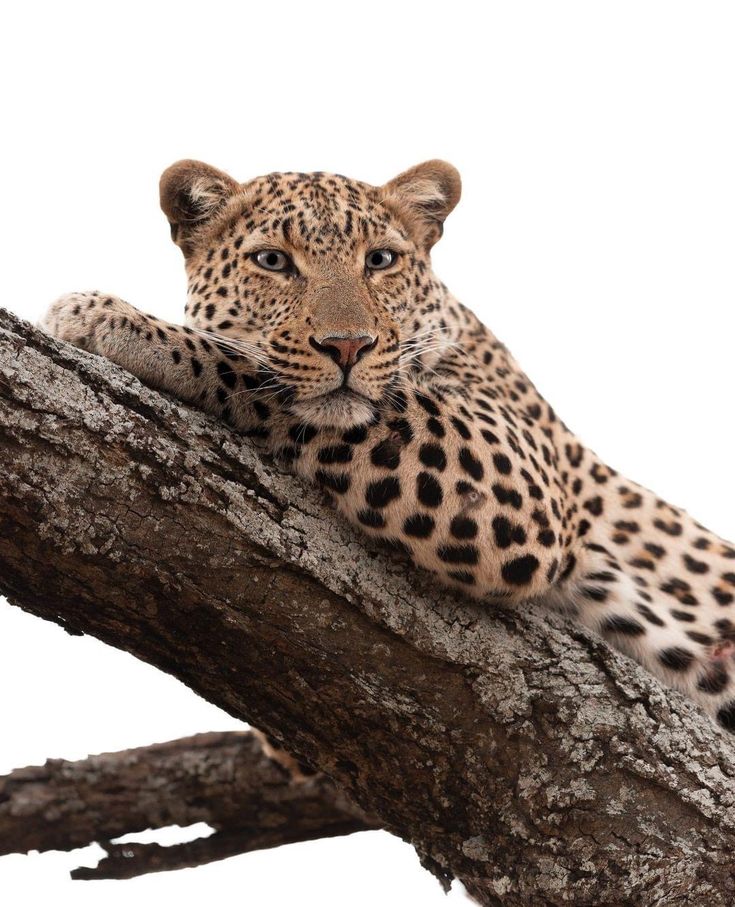 a leopard laying on top of a tree branch