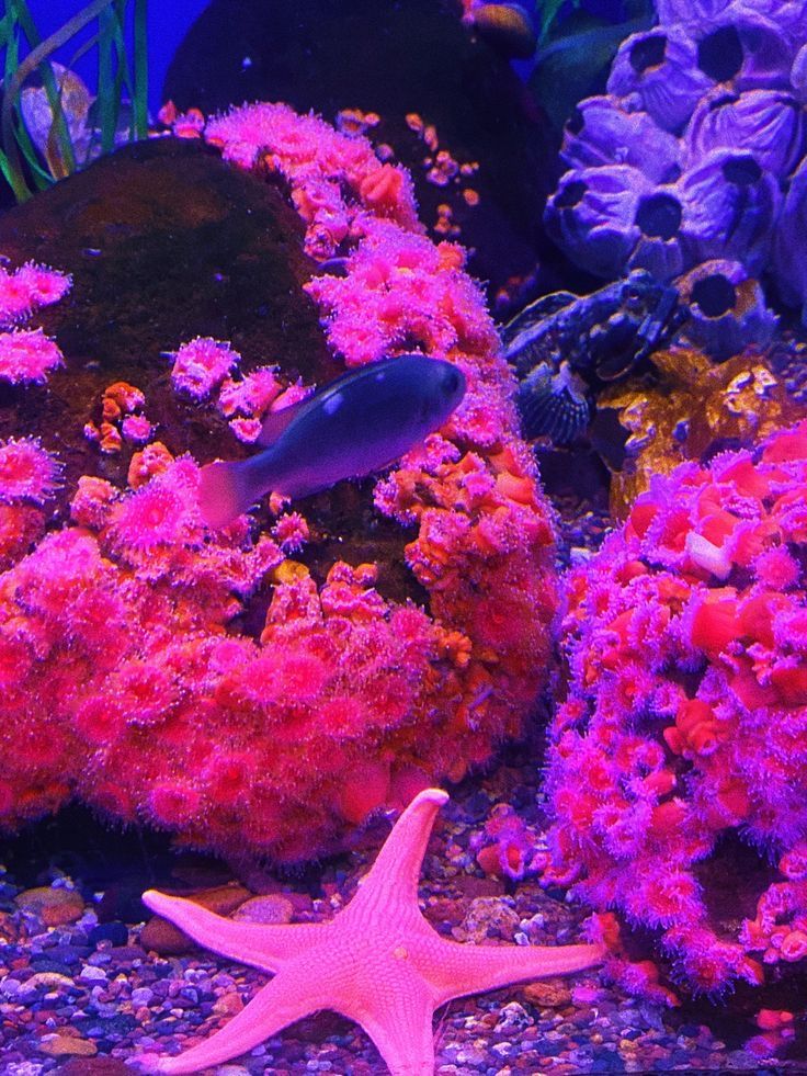 an aquarium filled with different types of corals and starfish