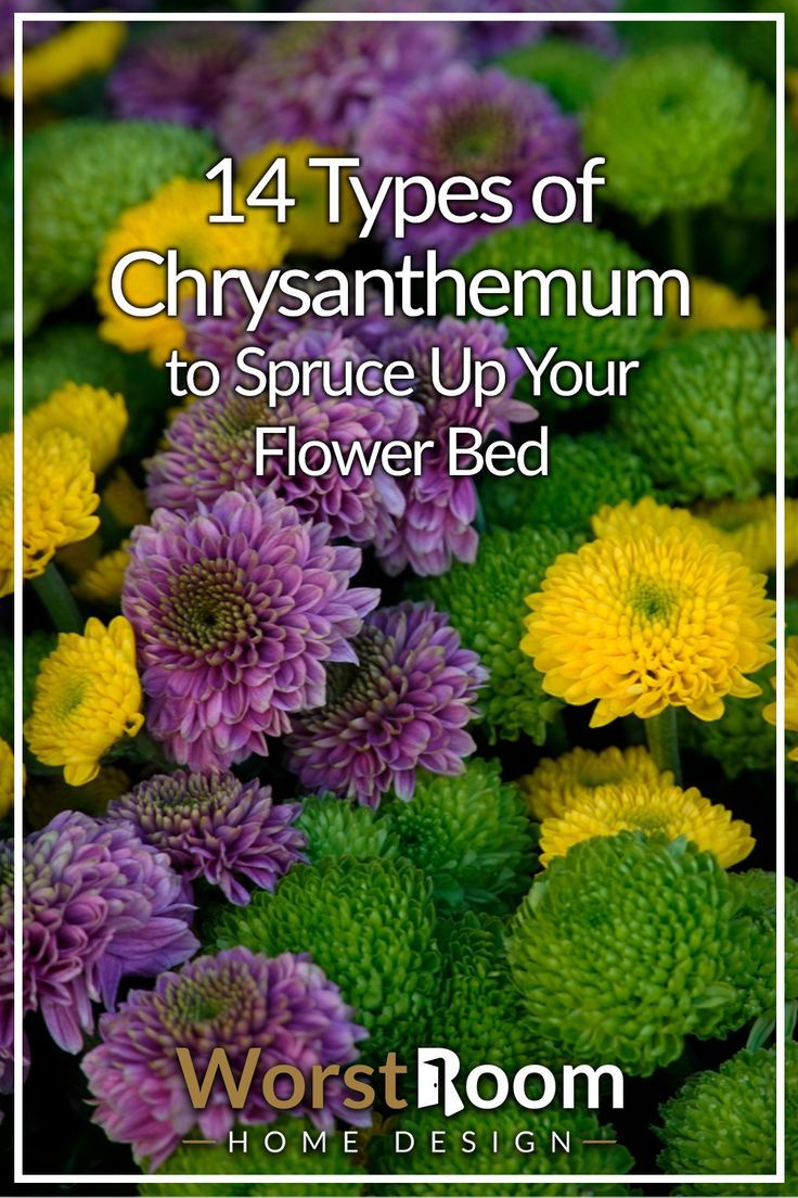 types of chrysanthemum Chrysanthemum Garden Ideas, Crysanthemum Tattoo Colored, Chrisanthiums Flower, Flower Types Chart, Chrysanthemum Varieties, Chrysanthemum Flower Aesthetic, Chrysanthemum Flower Garden, Crysantenum Flower, Crysanthemum Flower