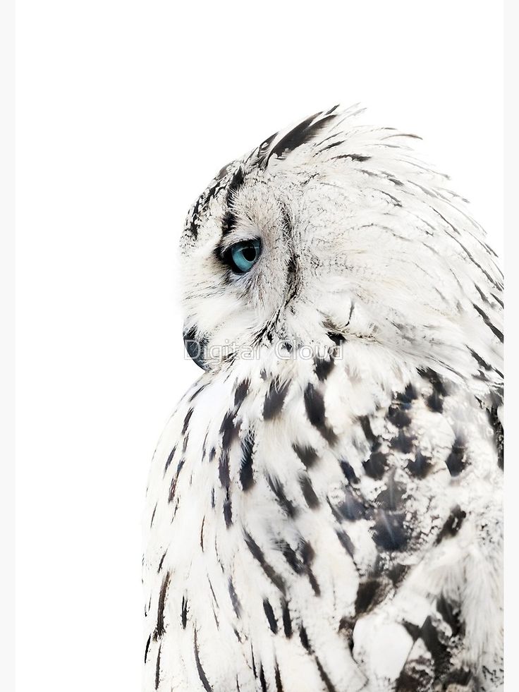 an owl with blue eyes is standing in front of a white background and looking at the camera