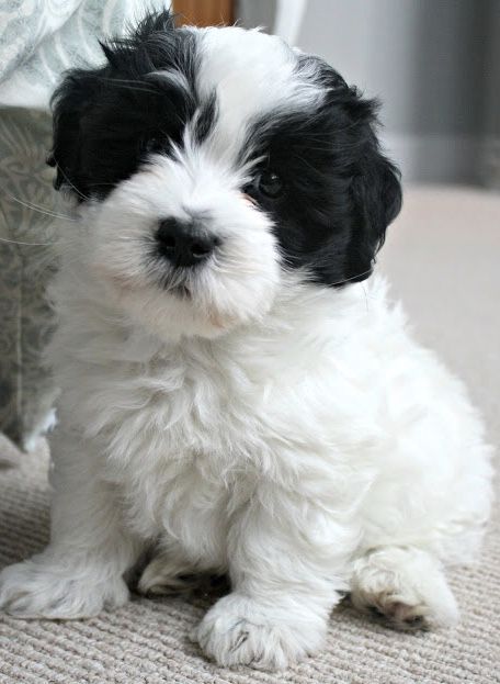 a small black and white dog sitting on the floor