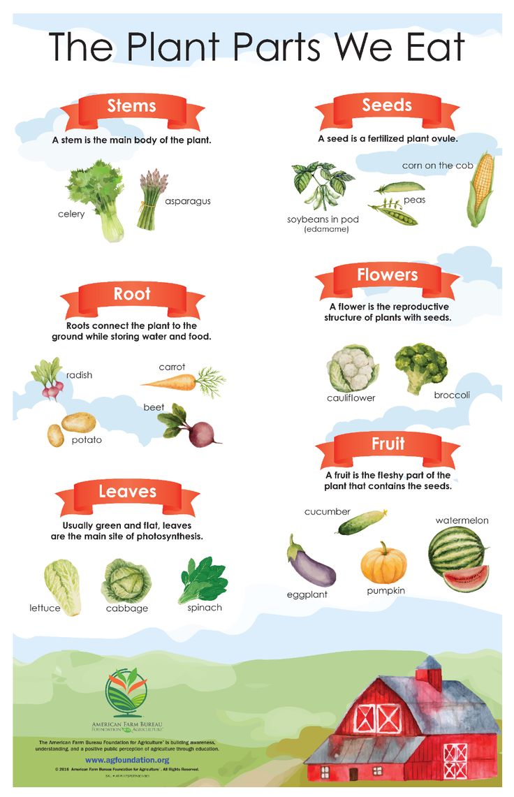 the plant parts we eat are shown in this diagram, with different types of plants and vegetables