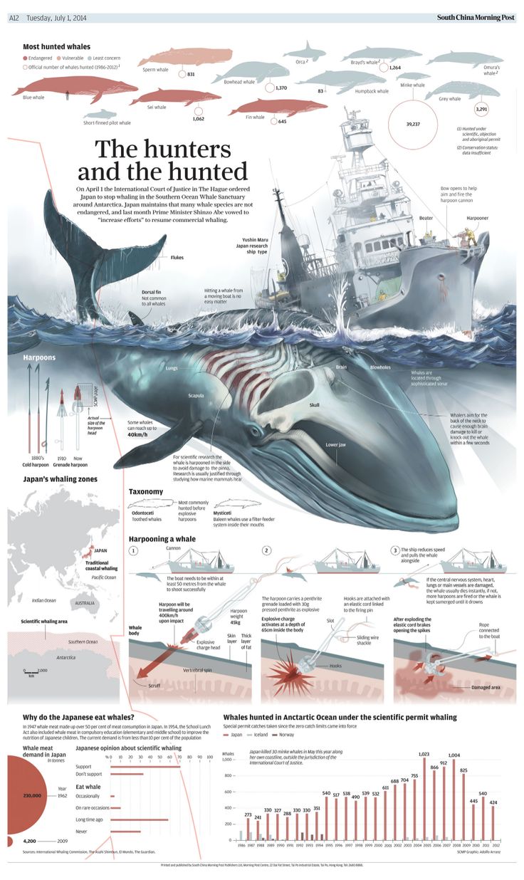 an info poster showing the different types of whales in the ocean and how they are used to